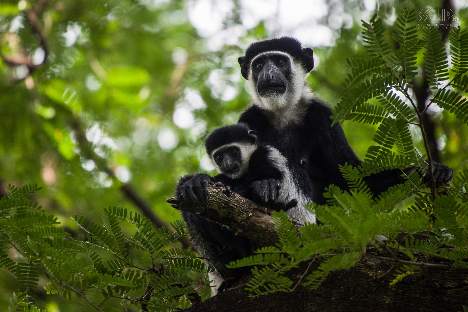 Mago - Baby colobus aap met moeder Een baby colobus aap samen met z’n moeder hoog in de boom. Stefan Cruysberghs